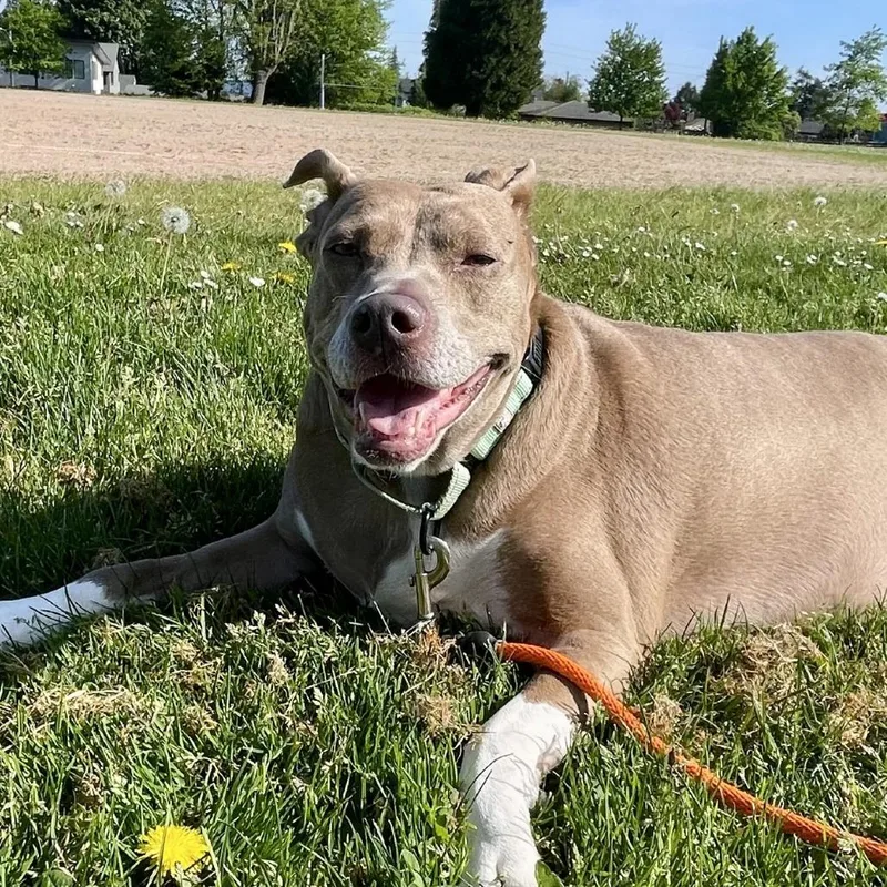 A senior large-sized female Yellow / Tan / Blond / Fawn Pit Bull Terrier dog named Koko for adoption in Tacoma, WA