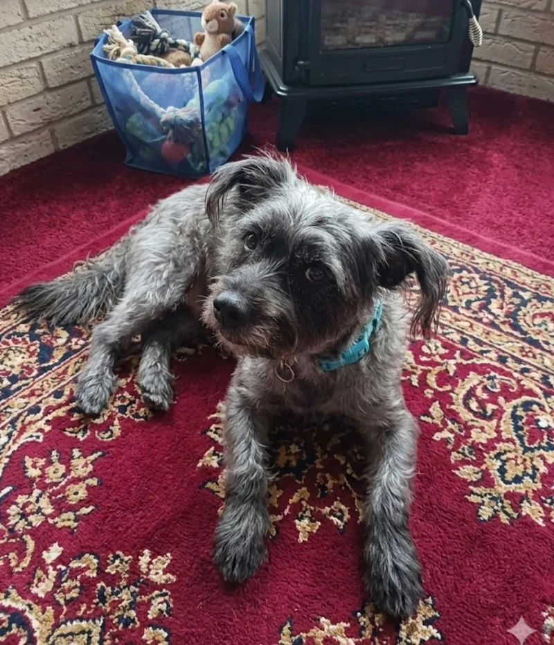Sammy