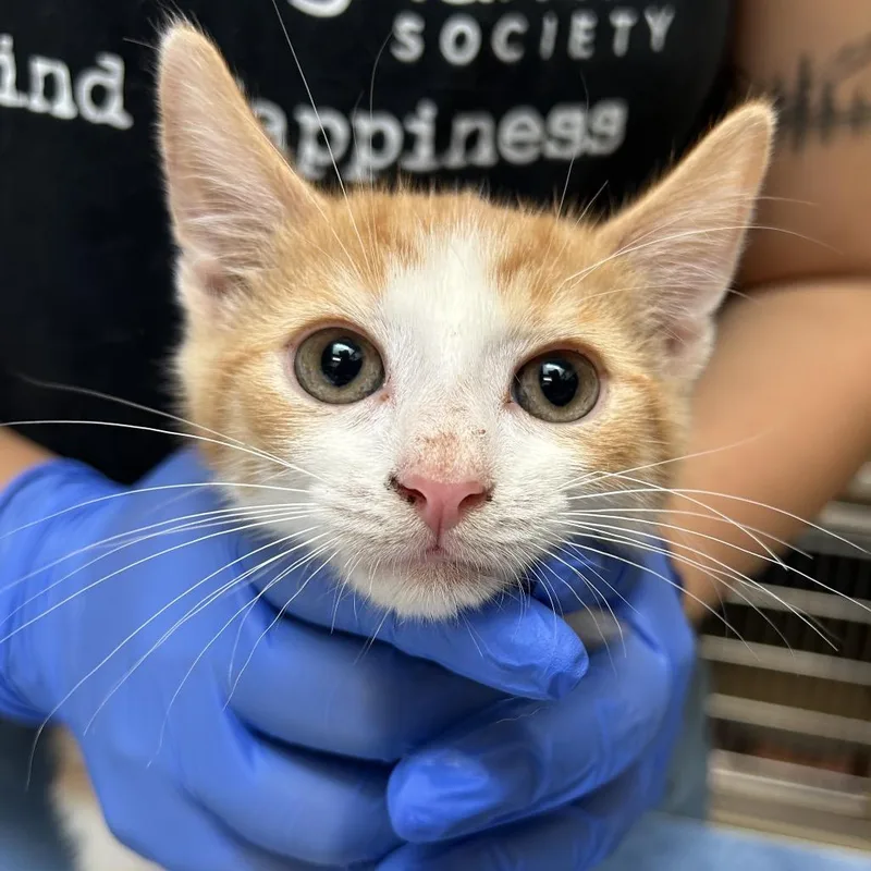 A baby small-sized male Orange / Red Domestic Short Hair cat named Onceler for adoption in Lynchburg, VA