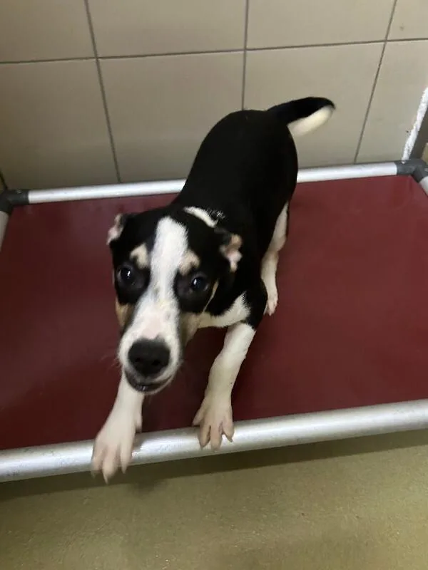 A young small-sized male Tricolor (Brown, Black, & White) Mixed Breed dog named Pele for adoption in Hobbs, NM