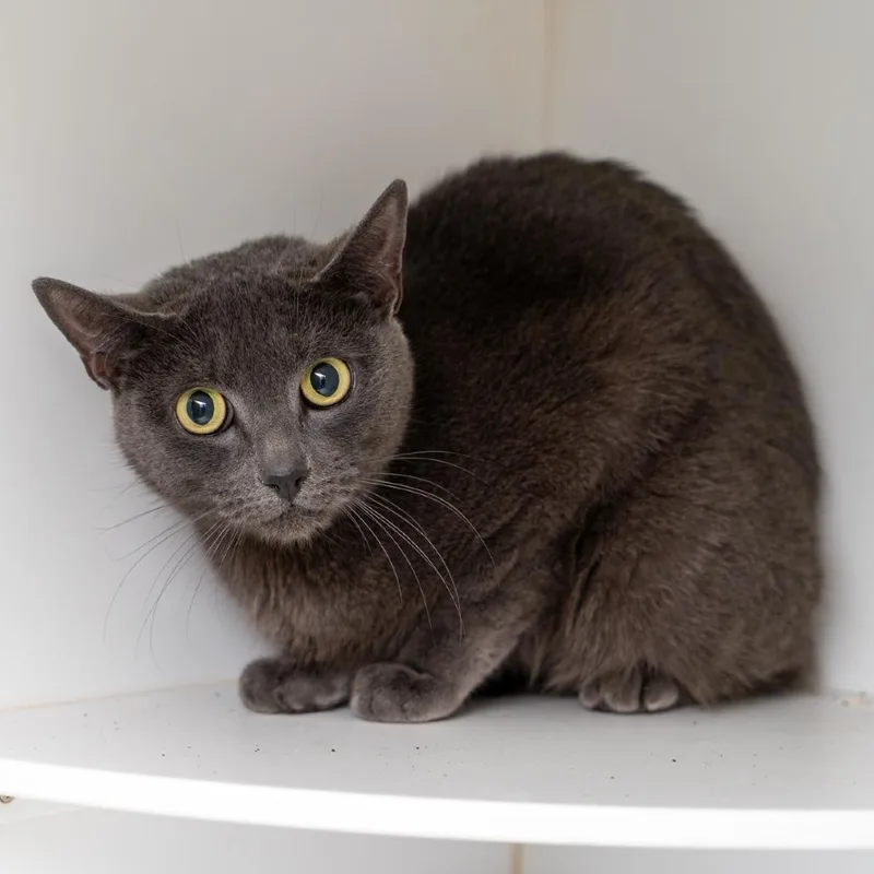 An adult medium-sized female Gray / Blue / Silver Domestic Short Hair cat named Marceline for adoption in New York, NY