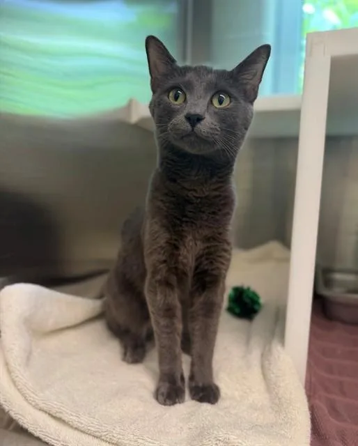 A young small-sized female Domestic Short Hair cat named Kyomi for adoption in Brighton, CO