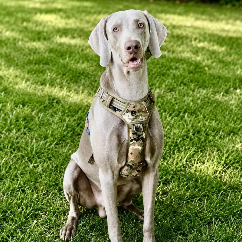 Duke