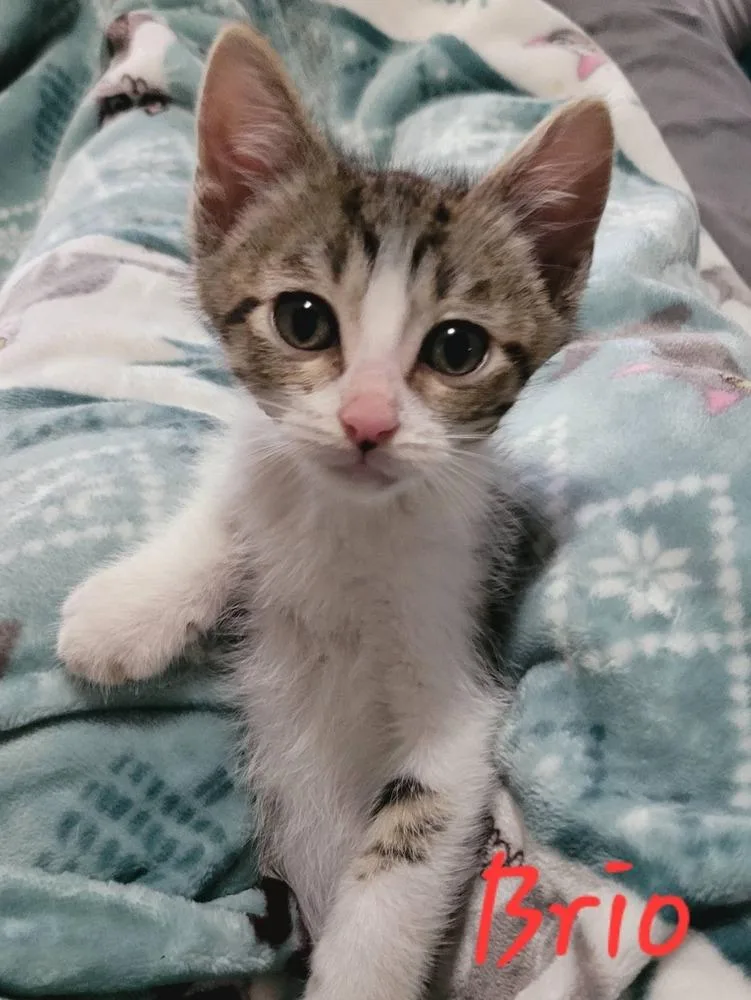 A baby small-sized male Domestic Short Hair cat named Brio for adoption in Blanchard, OK