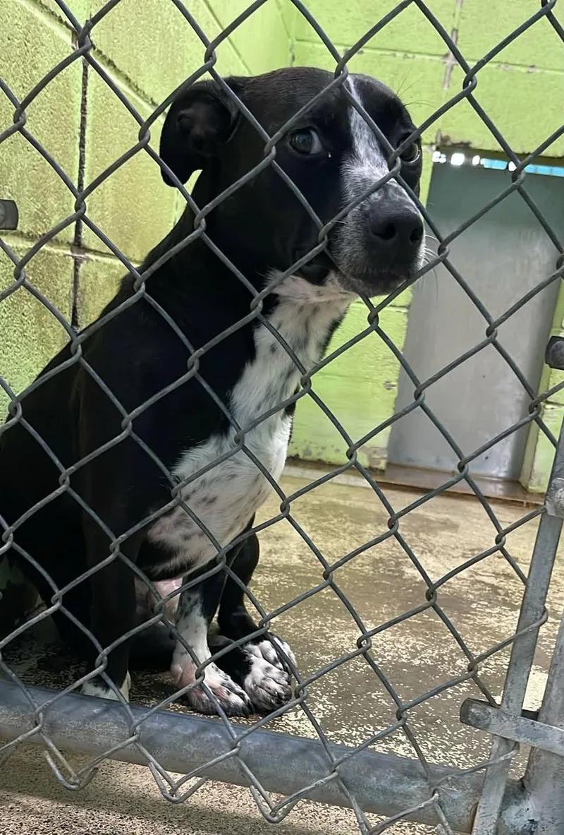 An adult small-sized male Black Terrier dog named Santino for adoption in Fort Payne, AL