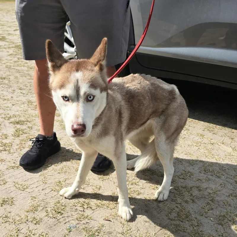 An adult medium-sized female Red / Chestnut / Orange Husky dog named Honey for adoption in Hinesville, GA