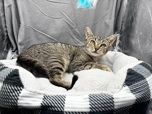 A young medium-sized female Domestic Short Hair cat named Trixie for adoption in Appling, GA
