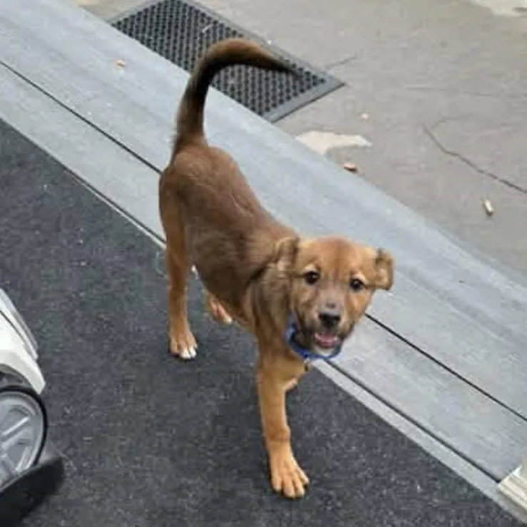 A baby medium-sized female Mixed Breed dog named Lemon for adoption in Hillsborough, NJ