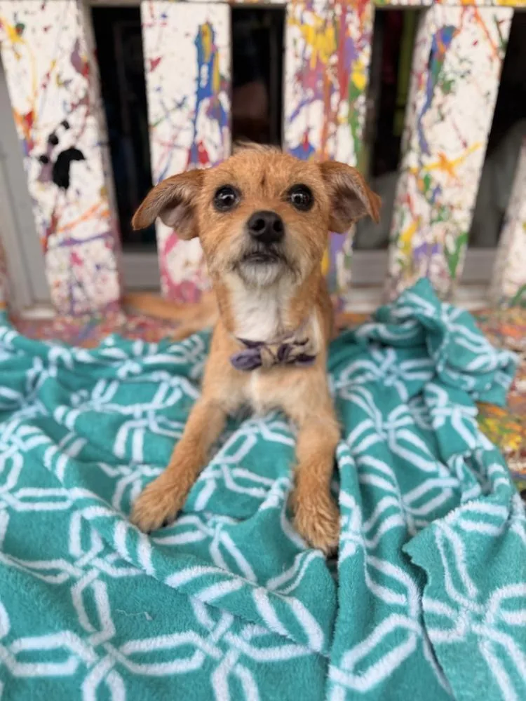 A young small-sized female Brown / Chocolate Terrier dog named Shannon for adoption in Richmond, TX