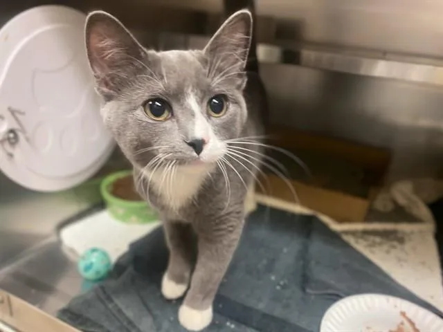 A young medium-sized female Domestic Short Hair cat named Tess for adoption in Fort Wayne, IN