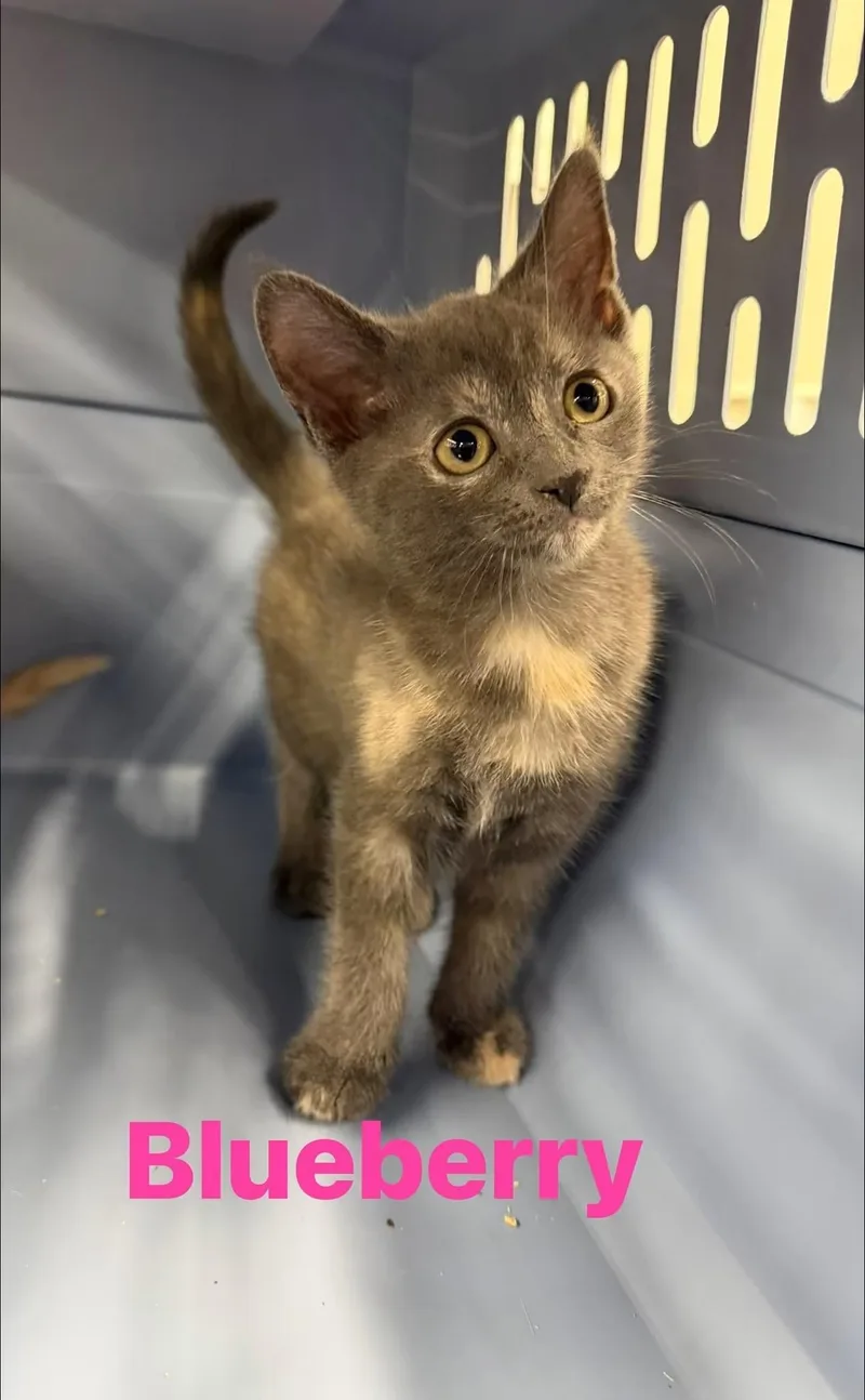 A young medium-sized female Domestic Short Hair cat named Blueberry for adoption in Cowlesville, NY