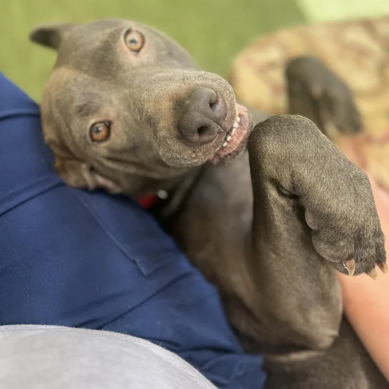 An adult large-sized female Gray / Blue / Silver Mixed Breed dog named Sawyer for adoption in Titusville, FL