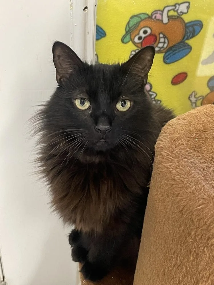 Bubba Gump thumbnail 2