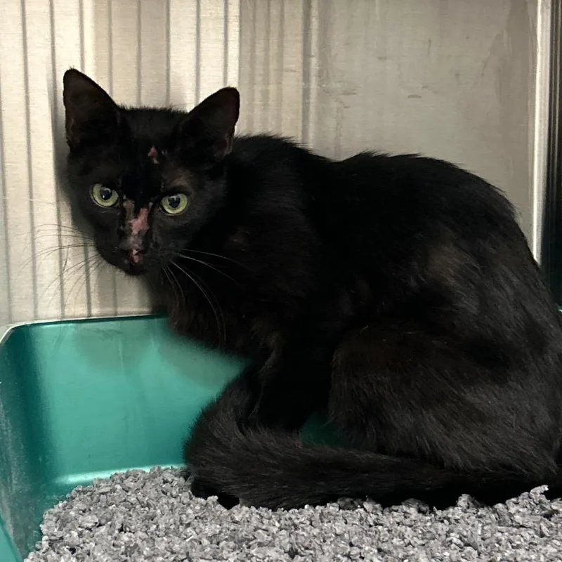 A young medium-sized female Black Domestic Short Hair cat named Little League for adoption in League City, TX
