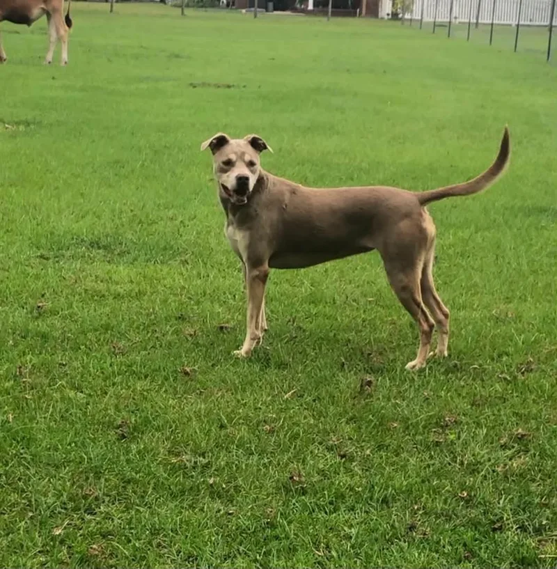 Lena