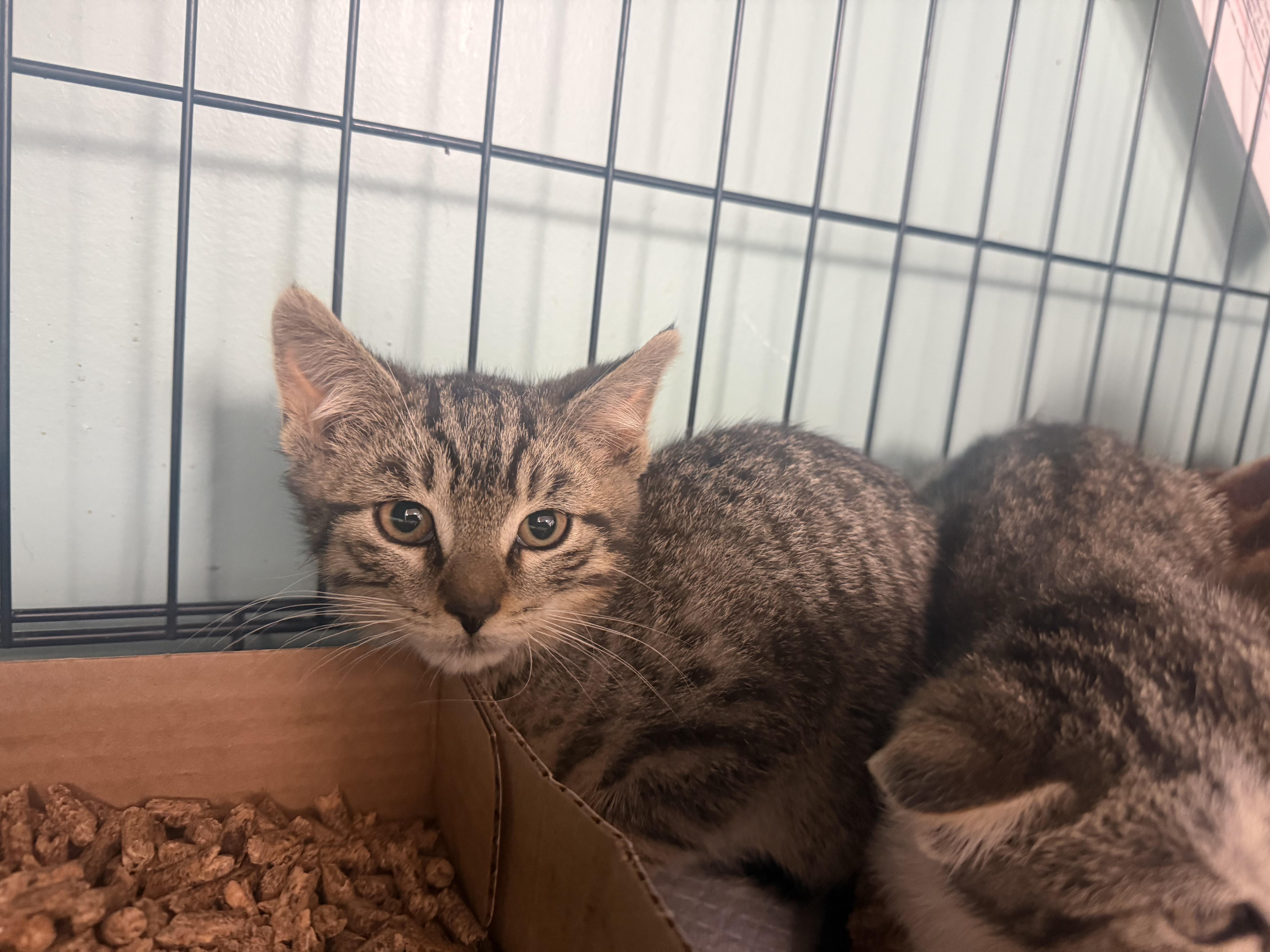 A baby medium-sized male Tabby (Brown / Chocolate) Domestic Short Hair cat named Georgie for adoption in Hudson, NY