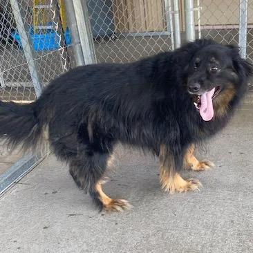 An adult large-sized male Black Shepherd dog named Oskar for adoption in Emporia, KS