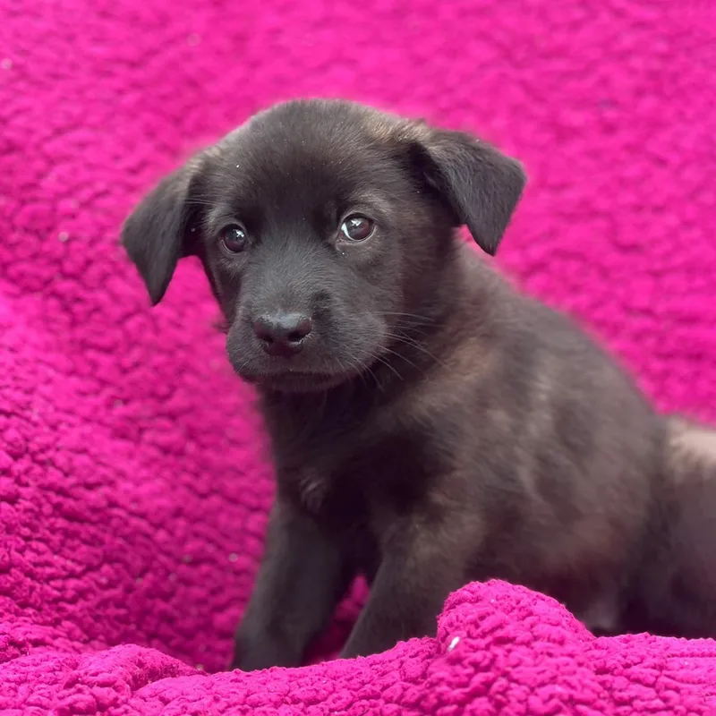 A baby large-sized male Labrador Retriever dog named Windy Pup  Whirlwind for adoption in San Diego, CA