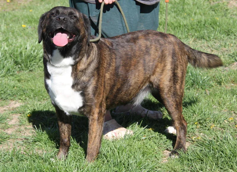 An adult large-sized male Plott Hound dog named Ruger for adoption in Marietta, OH