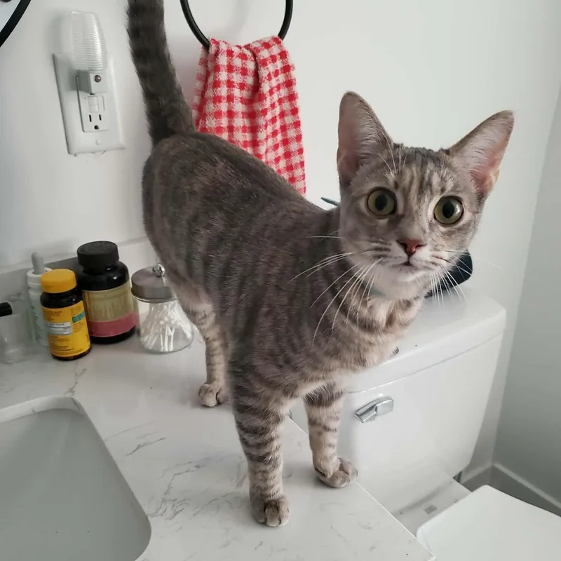 A young medium-sized female Tabby (Gray / Blue / Silver) Domestic Short Hair cat named Eliot for adoption in Richmond, VA