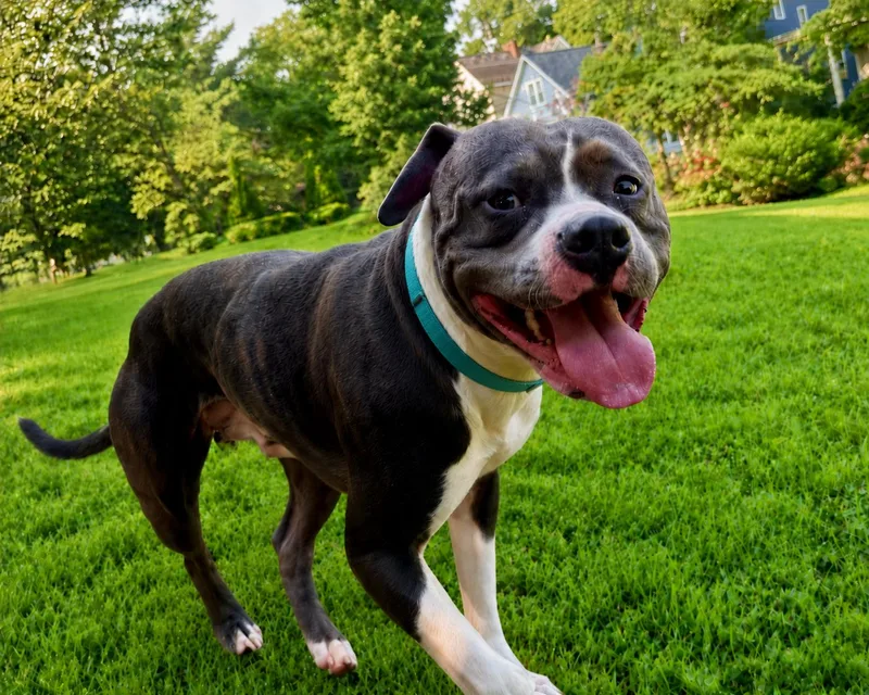 A young medium-sized male Gray / Blue / Silver Pit Bull Terrier dog named Maximus for adoption in Los Angeles, CA