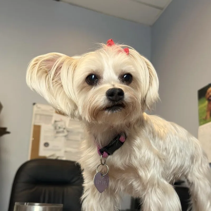 A senior small-sized female White / Cream Yorkshire Terrier dog named Poppy for adoption in Durango, CO