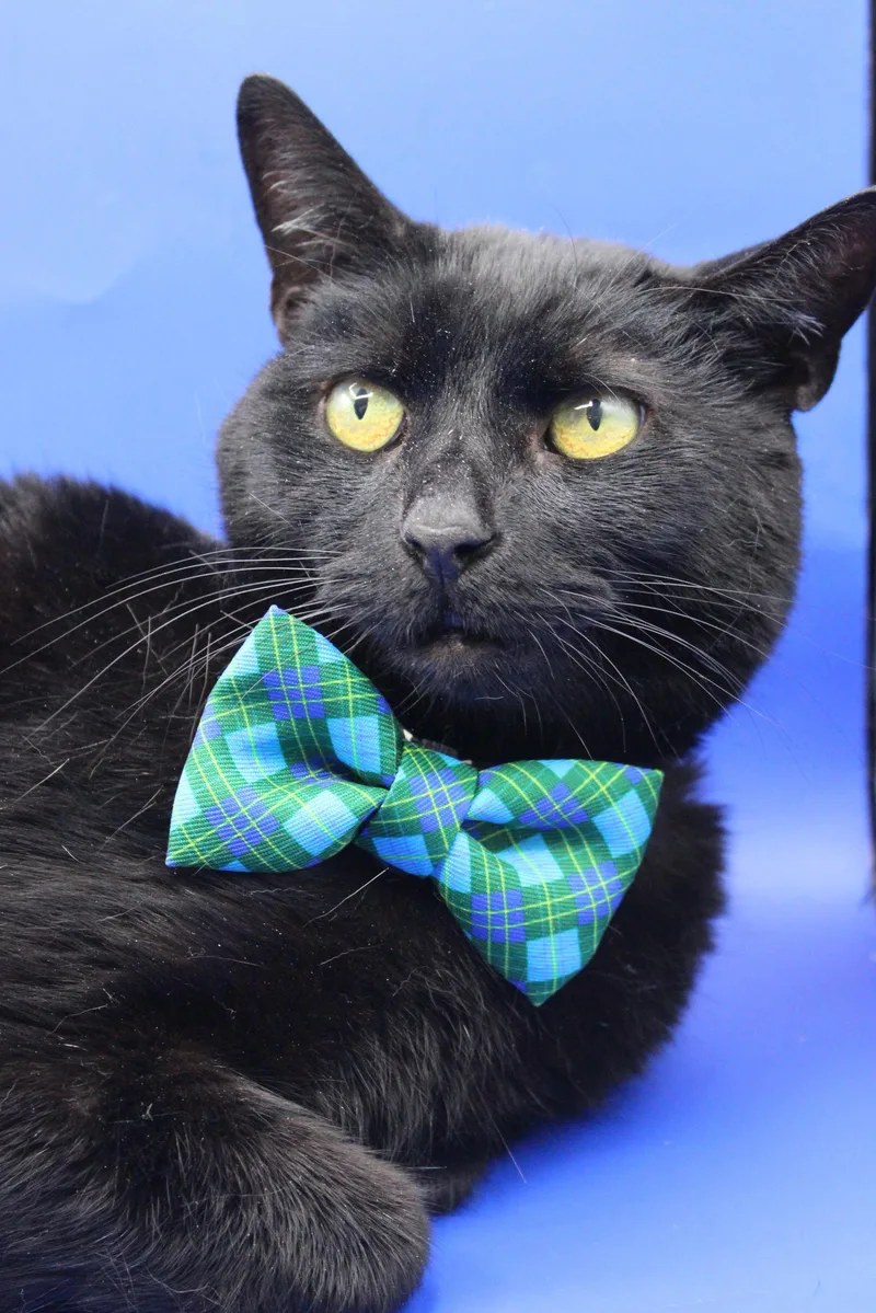 An adult medium-sized male Black Domestic Short Hair cat named Splash for adoption in Herndon, VA