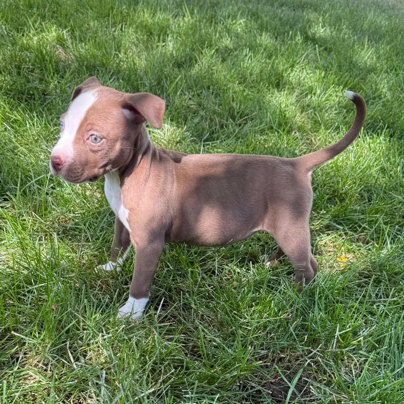 A baby small-sized female Red / Chestnut / Orange Pit Bull Terrier dog named Clover for adoption in Parker, CO