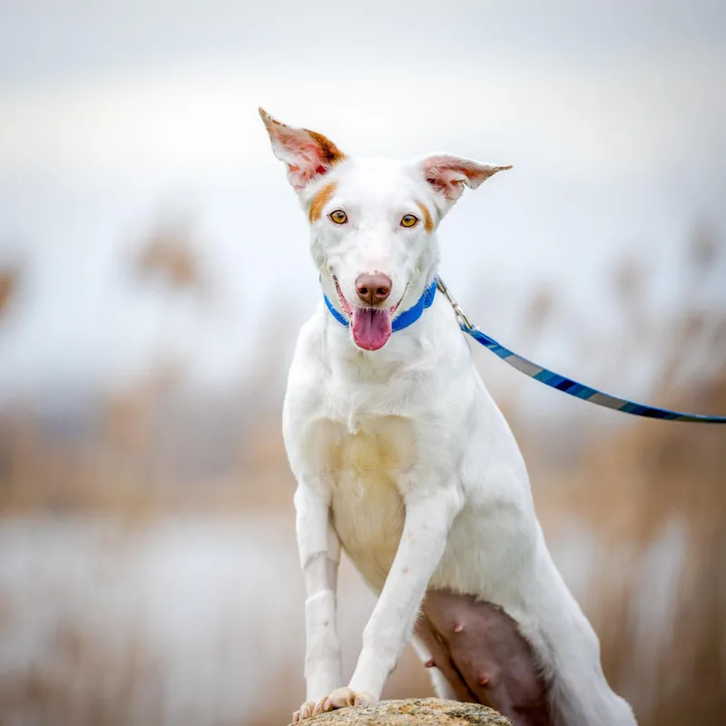 A young medium-sized female White / Cream Portuguese Podengo dog named Vixie for adoption in HANSON, MA