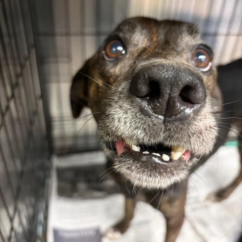 An adult small-sized female Black Mixed Breed dog named Lisa for adoption in Lake Jackson, TX