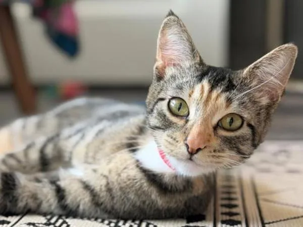 A young small-sized female Domestic Short Hair cat named Bb Gurr for adoption in Portland, OR