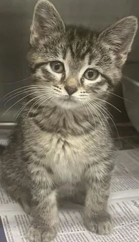 A baby small-sized female Domestic Short Hair cat named Judy Hops for adoption in Clinton Township, MI