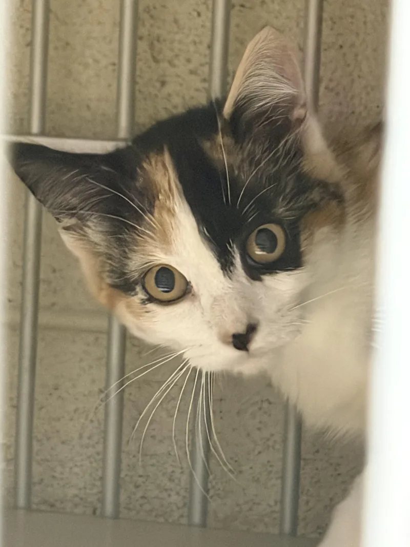 A young small-sized female Domestic Short Hair cat named Ginger for adoption in Log Lane Village, CO