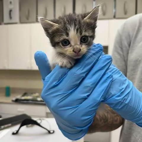A baby small-sized female Brown / Chocolate Domestic Medium Hair cat named Leeda Beeda Boda But for adoption in Kyle, TX