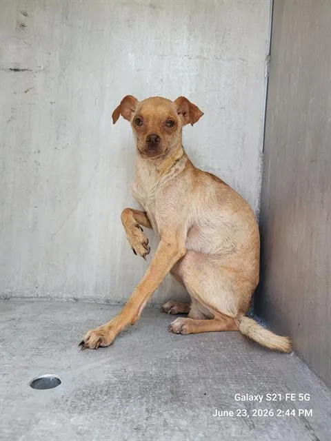 An adult small-sized male Chihuahua dog named 1-5 for adoption in San Antonio, TX