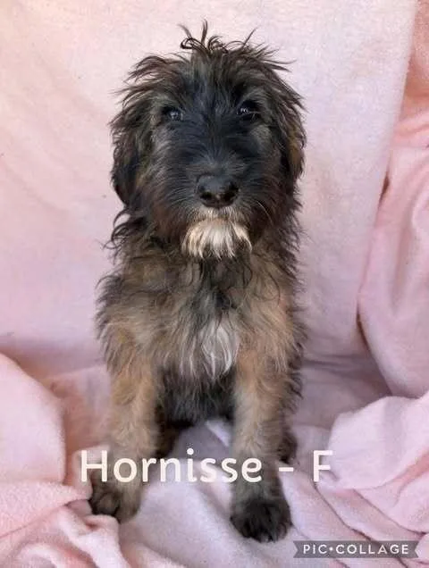 A baby large-sized female German Shepherd Dog dog named Hornisse for adoption in Waunakee, WI