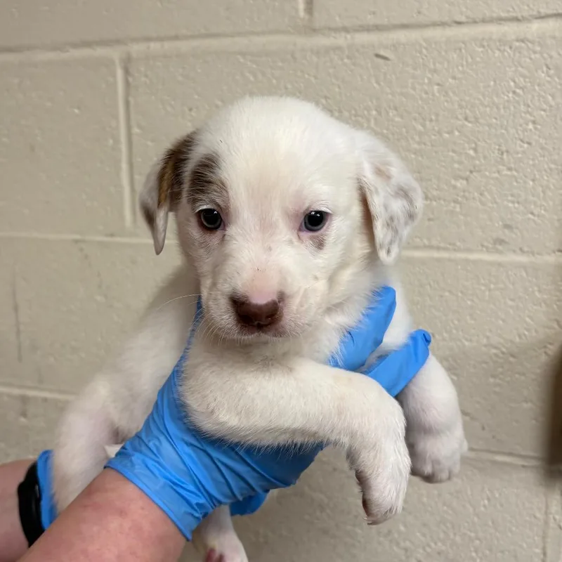 A baby small-sized female White / Cream Mixed Breed dog named Sleepy for adoption in East Hanover, NJ