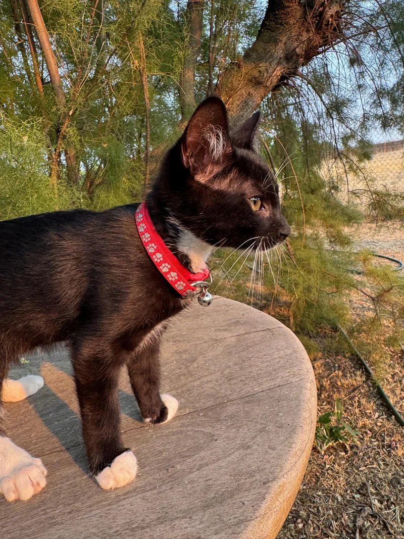 A baby medium-sized male Black & White / Tuxedo Tuxedo cat named Albert for adoption in Pasco, WA