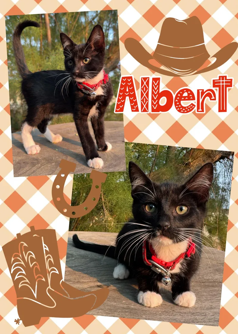 Albert thumbnail 5