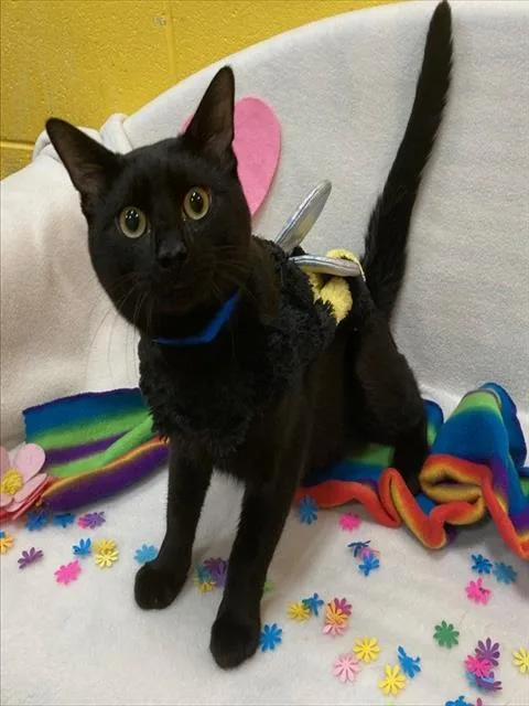An adult large-sized male Domestic Short Hair cat named Arabica for adoption in Upper Marlboro, MD