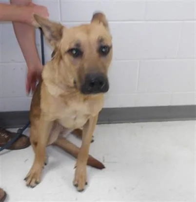 A young extra large-sized female Rhodesian Ridgeback dog named Misty for adoption in Los Angeles, CA