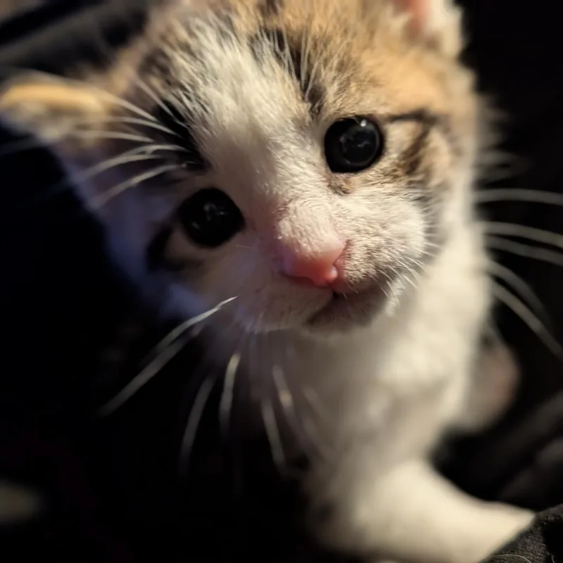 A baby small-sized male Gray / Blue / Silver Domestic Short Hair cat named Pinto Bean for adoption in Melbourne, KY