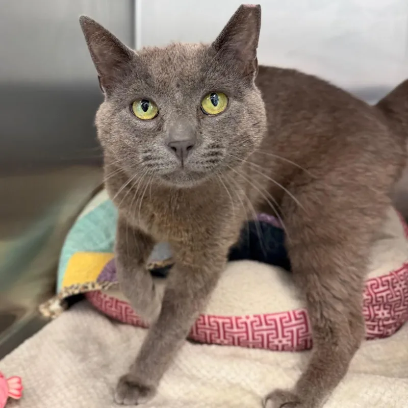 A young medium-sized male Gray / Blue / Silver Domestic Short Hair cat named Tin Man for adoption in Marshall, VA