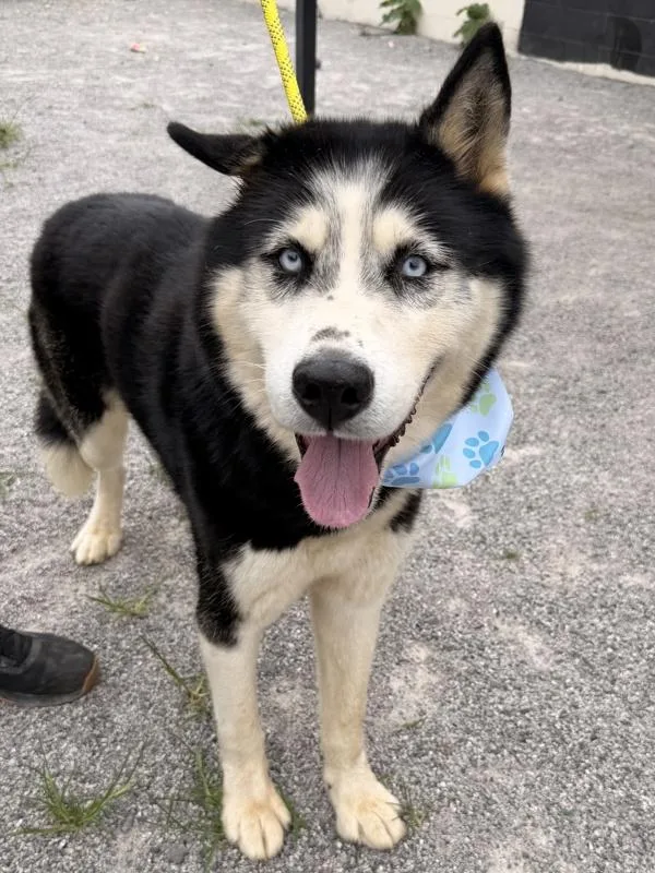 An adult large-sized male Siberian Husky dog named Sitka for adoption in Morristown, TN