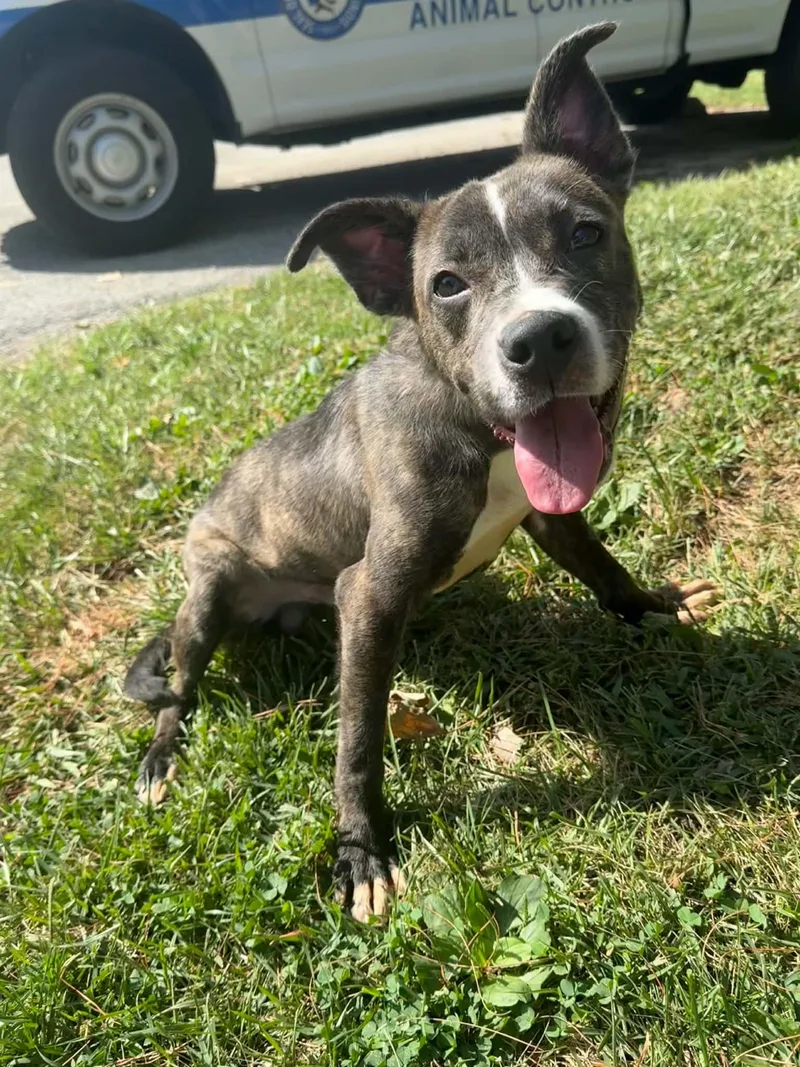 An adult medium-sized male Brindle Pit Bull Terrier dog named Bary for adoption in Springfield, IL