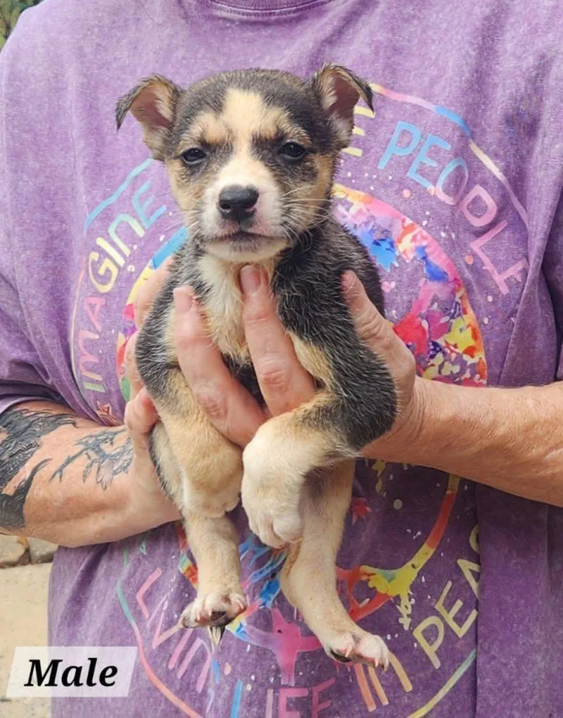 A baby medium-sized male Terrier dog named Boyfriend for adoption in Royal Palm Beach, FL