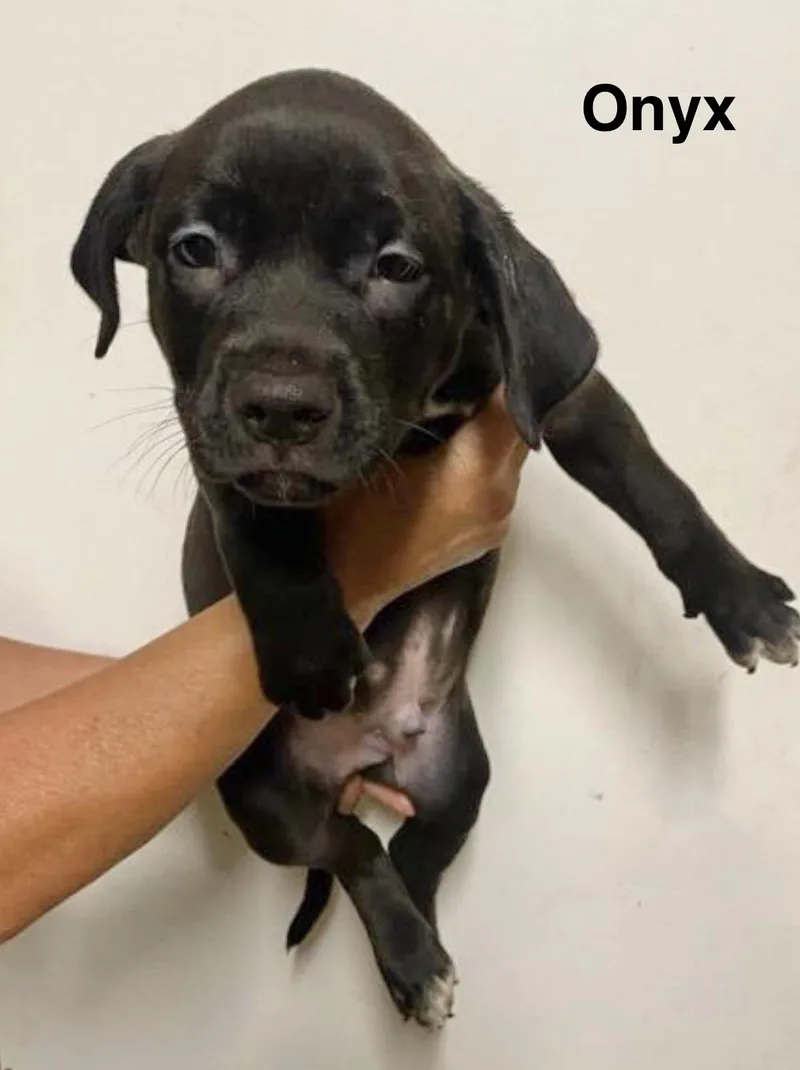 A baby medium-sized male Labrador Retriever dog named Onyx for adoption in Manchester, CT