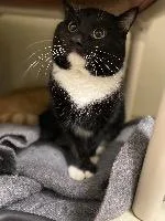 An adult medium-sized male Domestic Short Hair cat named Turbo for adoption in Marion, OH