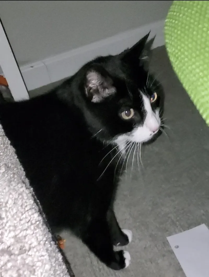 Mr Mow Mow thumbnail 2