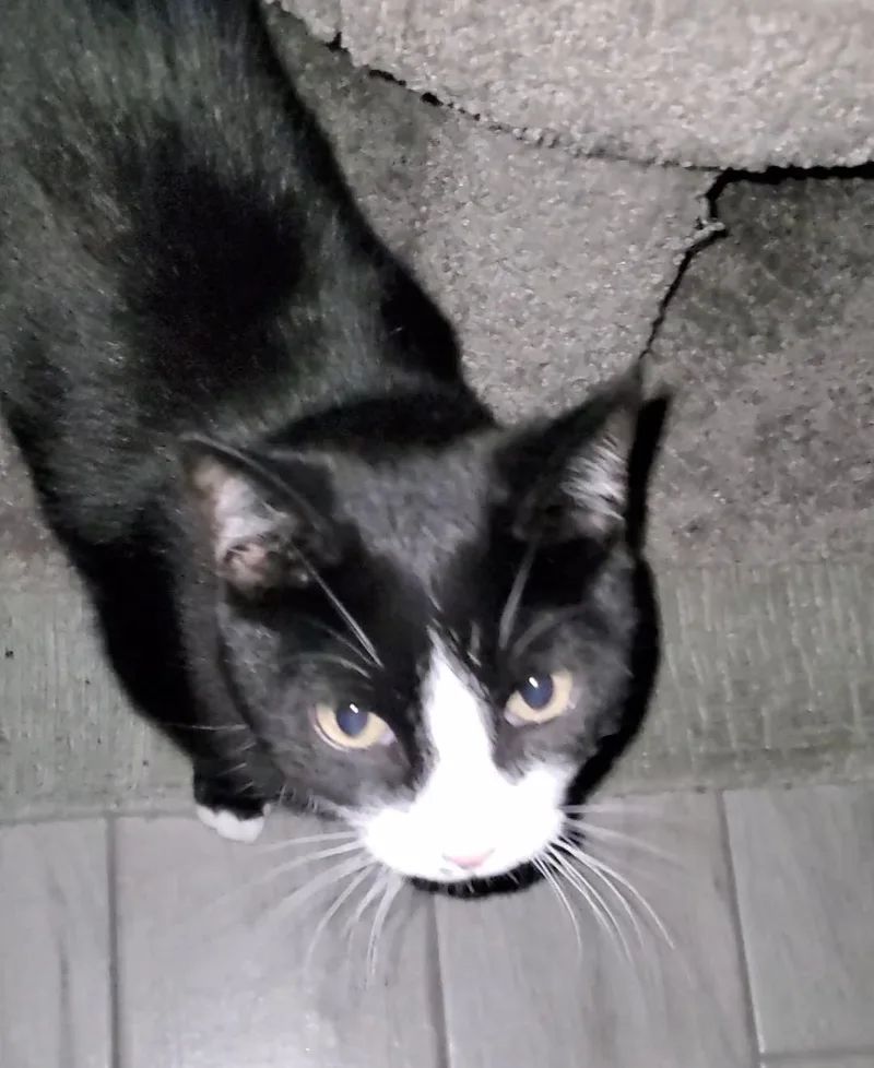 Mr Mow Mow thumbnail 3